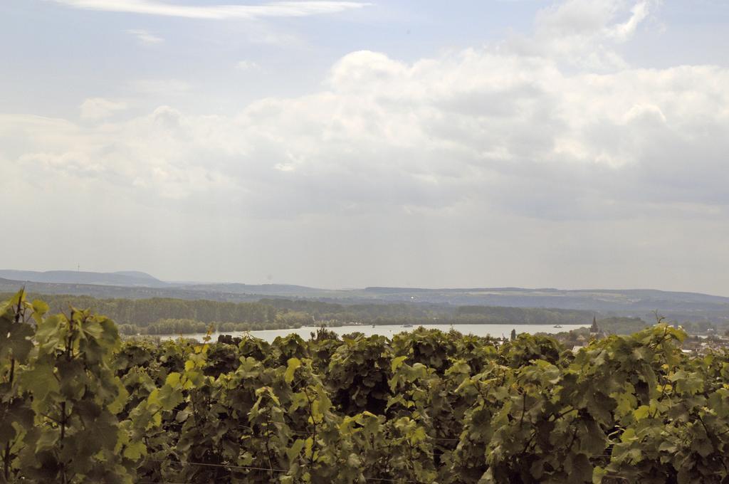 Landgasthof Germania ξενώνας Rüdesheim am Rhein Εξωτερικό φωτογραφία